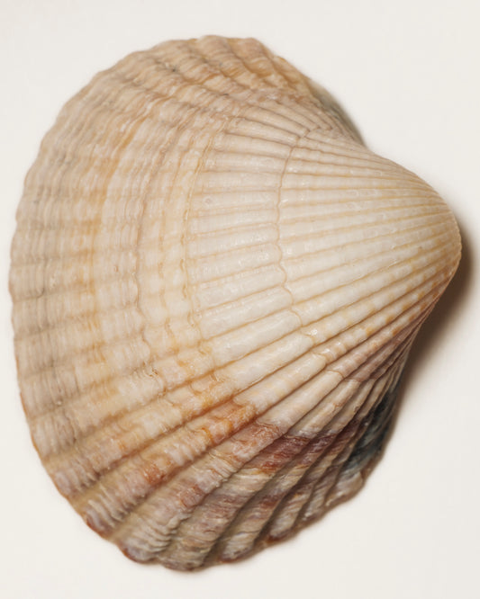 "Fine art print of a Cadium ribbed shell on grey background, limited edition photograph on archival Hahnemuhle Baryta paper, by Fern Alia"