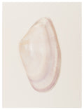 Donax I