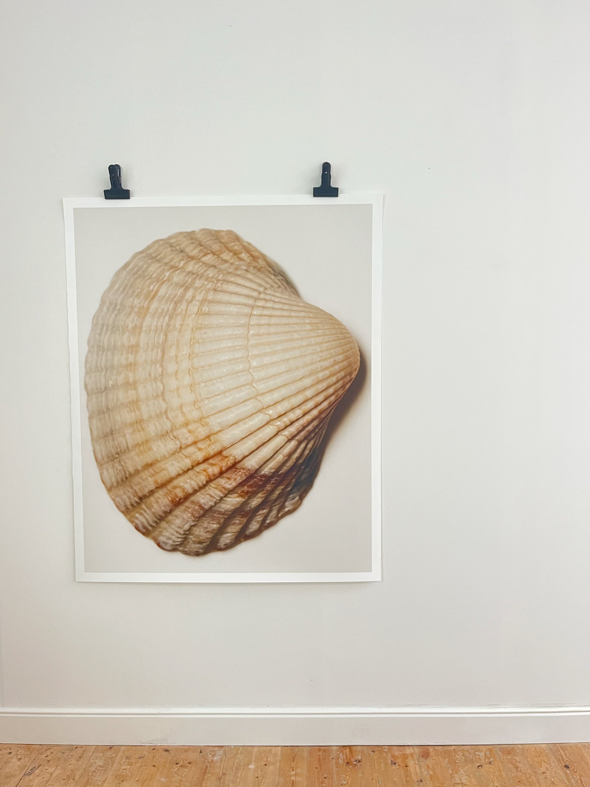 A framed art print of a detailed brown and beige scallop shell, hung on a white wall with two black clips, above a light wood floor.