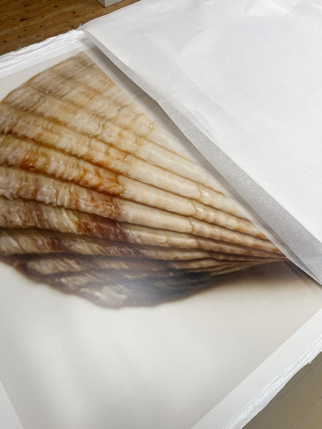 A close-up of a printed or applied shell pattern on a white surface, showing layered scallop shell tones in beige, cream, and brown over a white base.
