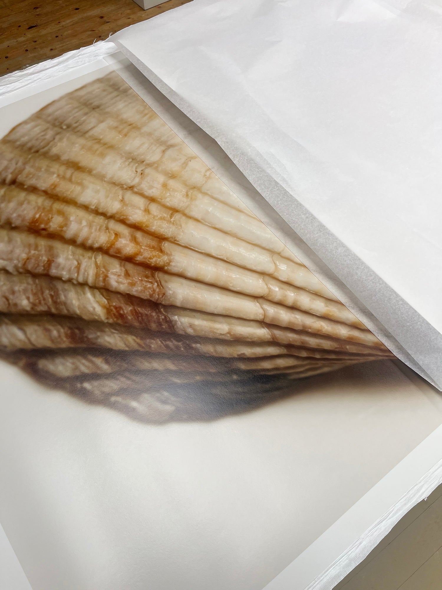 A close-up of a printed or applied shell pattern on a white surface, showing layered scallop shell tones in beige, cream, and brown over a white base.
