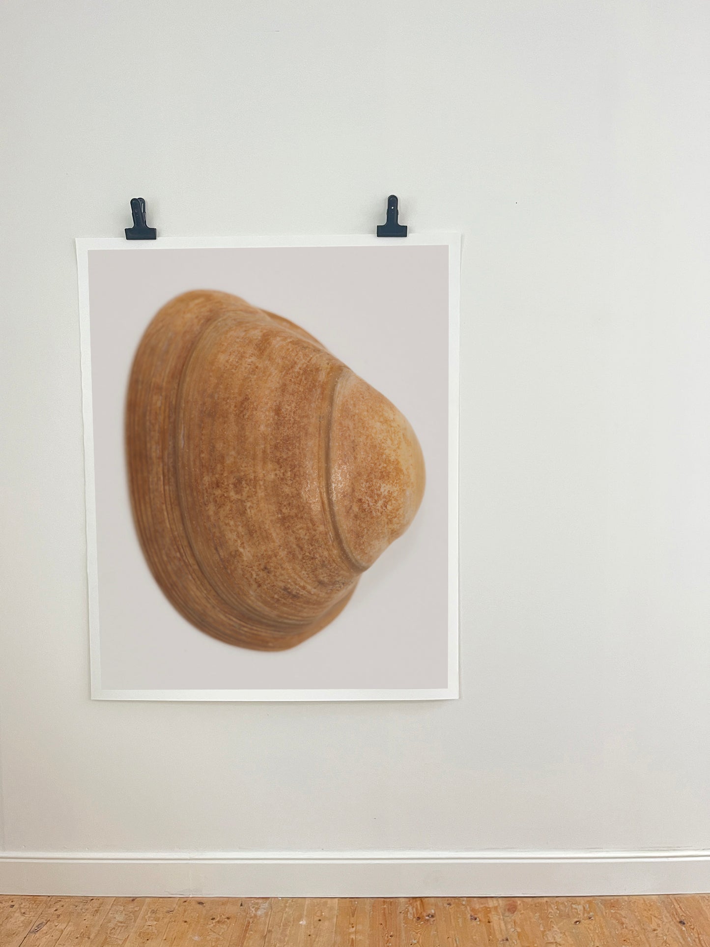 A framed art print of a realistic brown clam shell mounted on a white wall, held by two black clips above a light wood floor.