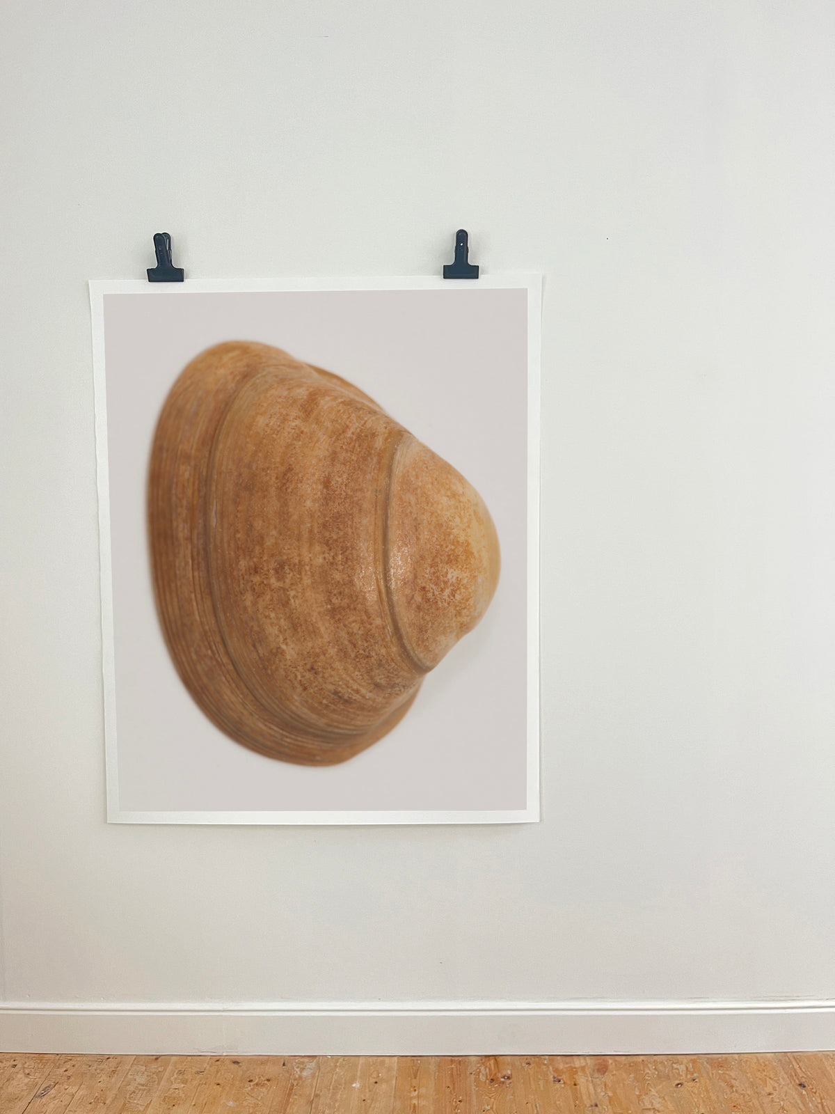 A framed art print of a realistic brown clam shell mounted on a white wall, held by two black clips above a light wood floor.