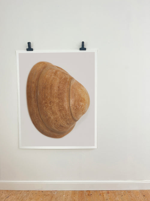 A framed art print of a realistic brown clam shell mounted on a white wall, held by two black clips above a light wood floor.