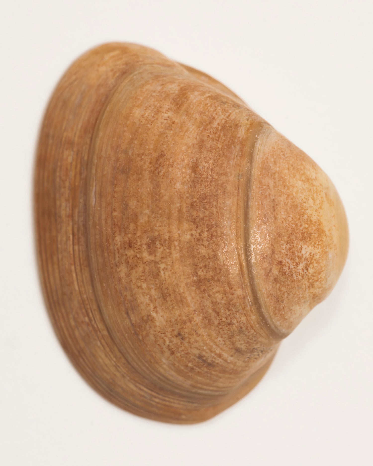 "Fine art print of Callista chione shell, limited edition photograph on archival Hahnemuhle Baryta paper, by Fern Alia"