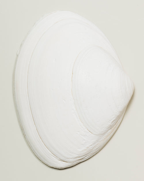 "Fine art print of a white shell on grey backgroundl, limited edition photograph on archival Hahnemuhle Baryta paper, by Fern Alia"