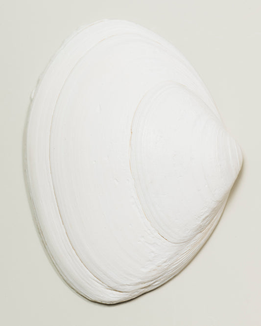 "Fine art print of a white shell on grey backgroundl, limited edition photograph on archival Hahnemuhle Baryta paper, by Fern Alia"